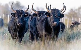 Manade Saint Louis Mas De La Paix